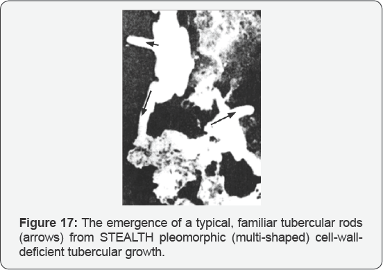 Click here to view Large Figure 17