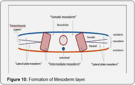 Click here to view Large Figure 10