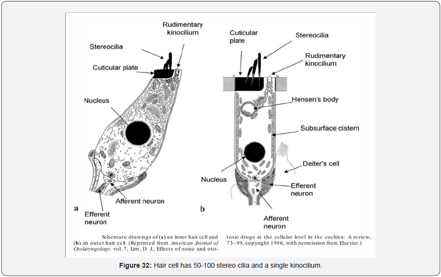 Click here to view Large Figure 33