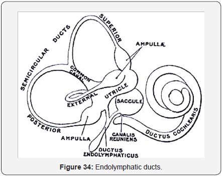 Click here to view Large Figure 35