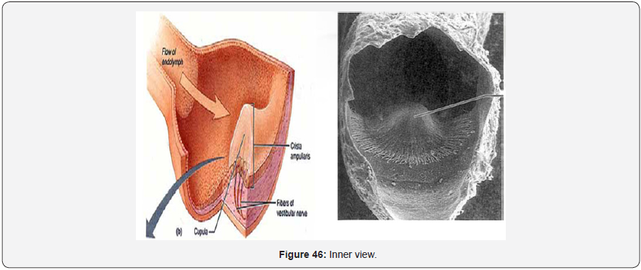 Click here to view Large Figure 47