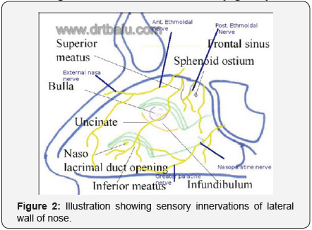Click here to view Large Figure 2