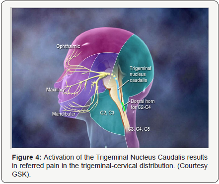 Click here to view Large Figure 4