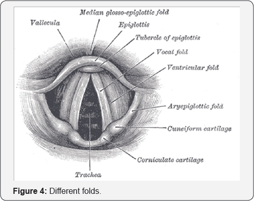 Click here to view Large Figure 4