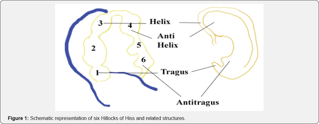 Click here to view Large Figure 1