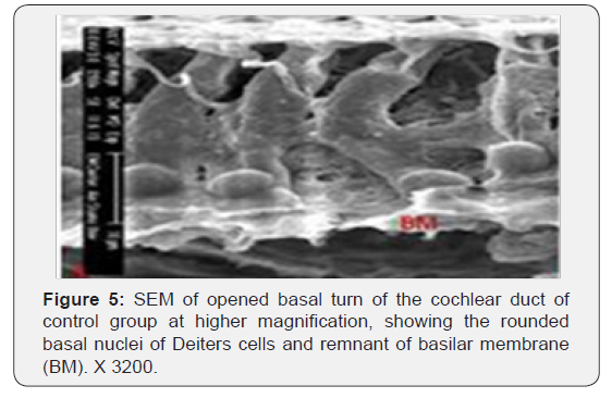 Click here to view Large Figure 5