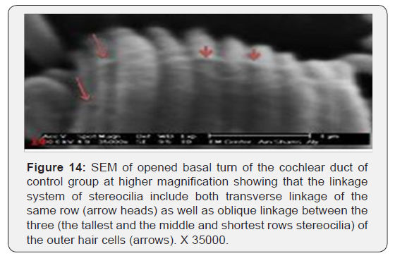 Click here to view Large Figure 14