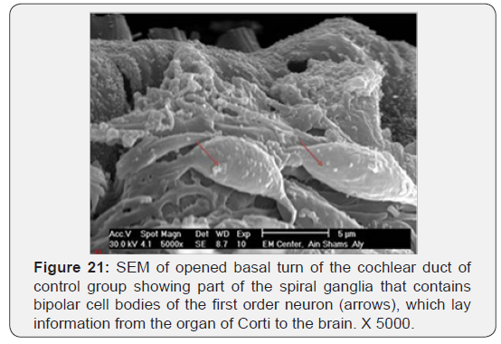 Click here to view Large Figure 21