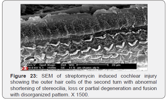 Click here to view Large Figure 23