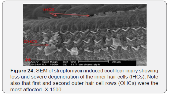 Click here to view Large Figure 24