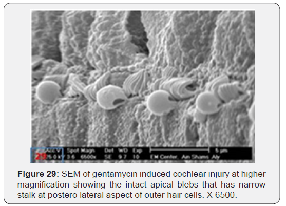 Click here to view Large Figure 29