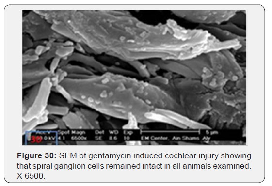 Click here to view Large Figure 30