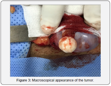 Click here to view Large Figure 3