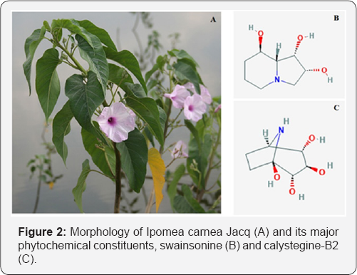 Click here to view Large Figure 2