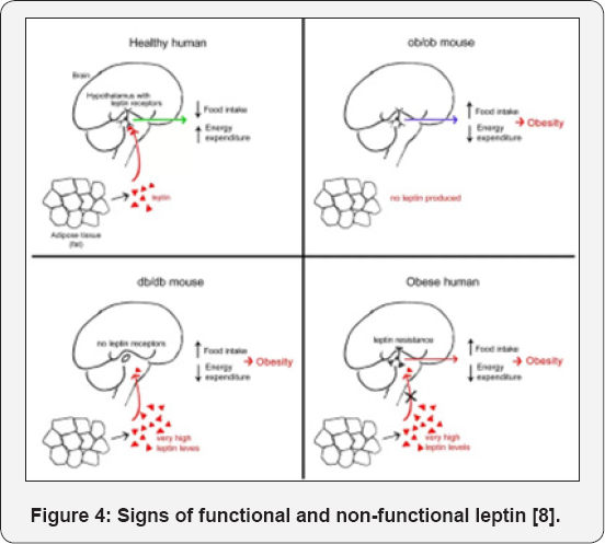 Click here to view Large Figure 4