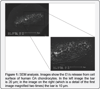 Click here to view Large Figure 1