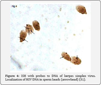 Click here to view Large Figure 3