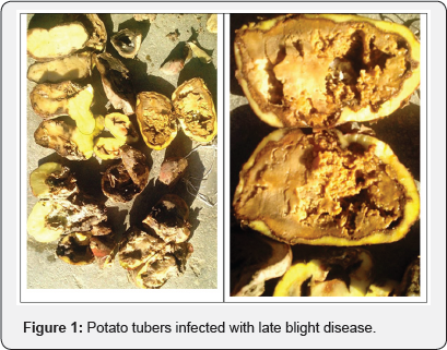 Click here to view Large Figure 1