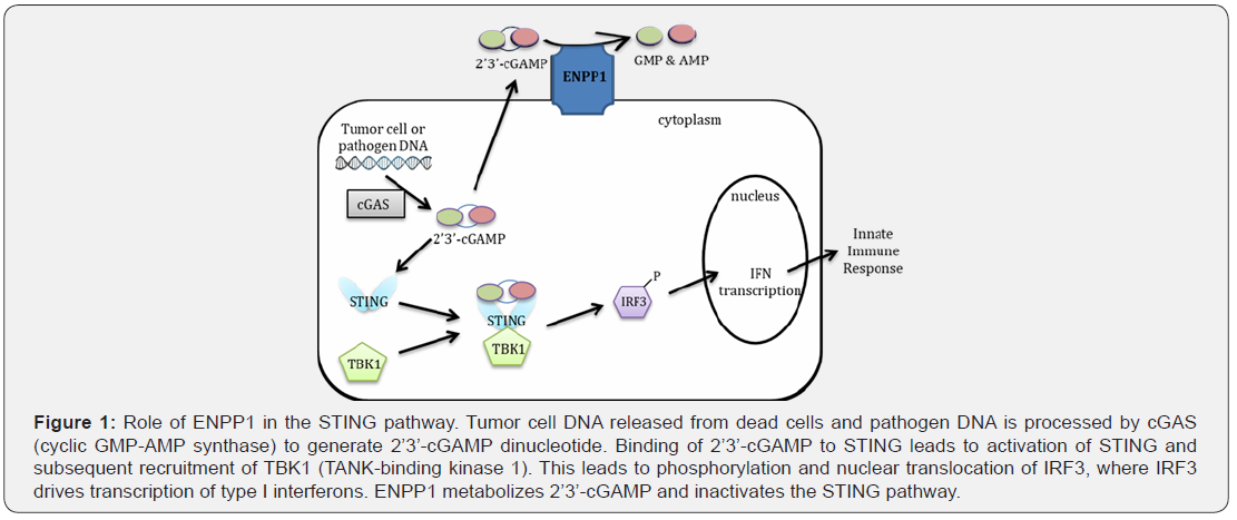 Click here to view Large Figure 1
