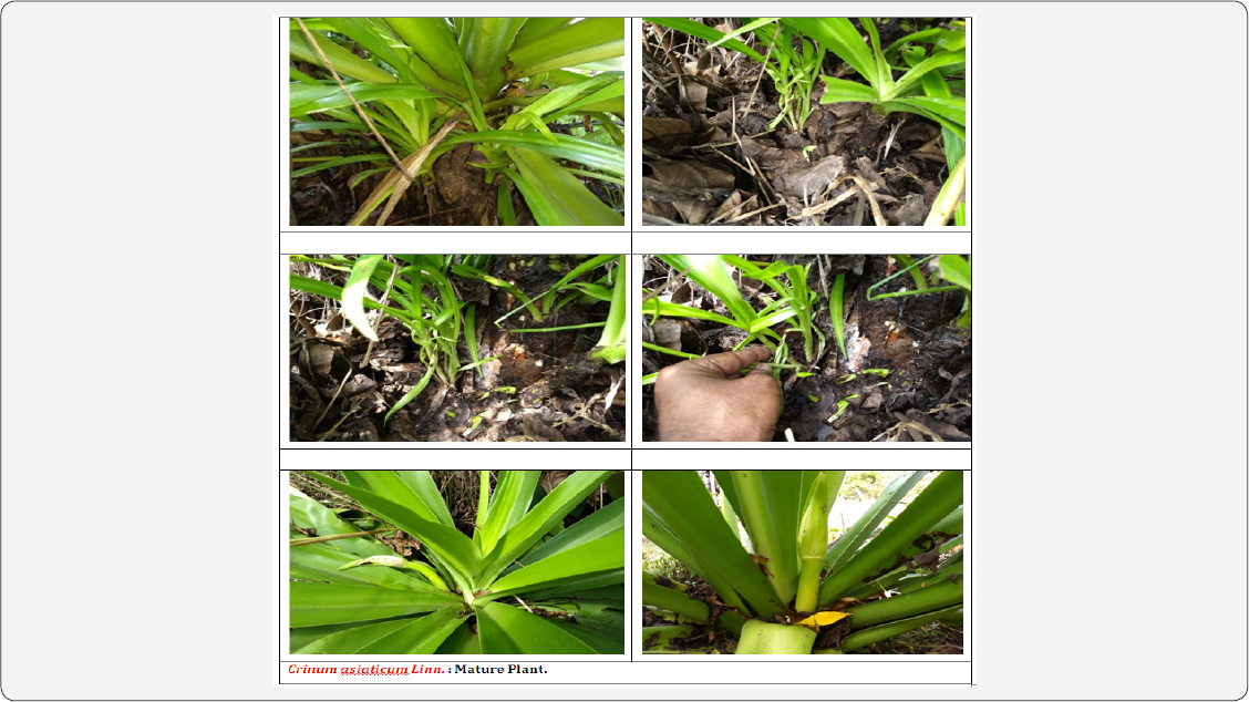 Click here to view Large Figure 1