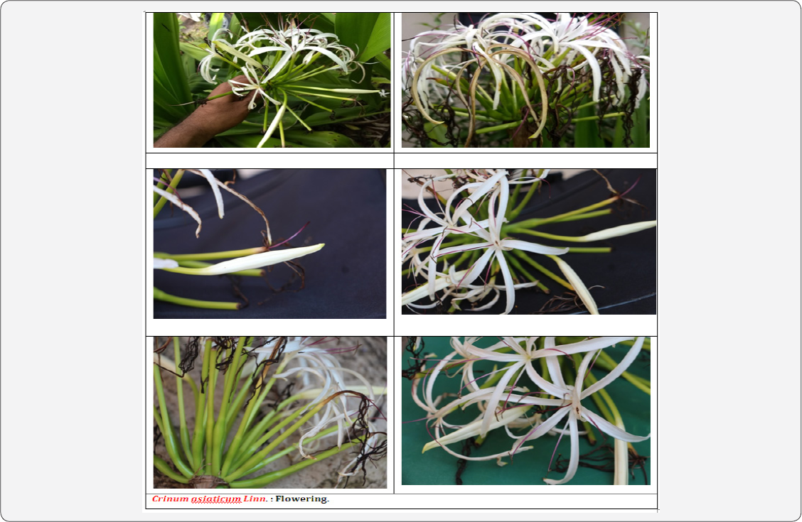 Click here to view Large Figure 1