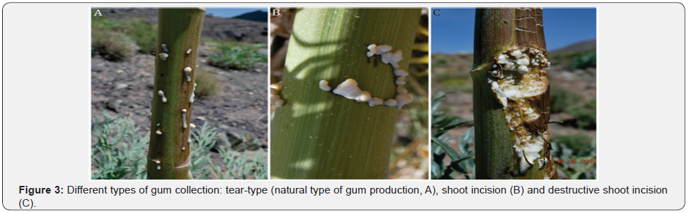 Click here to view Large Figure 3