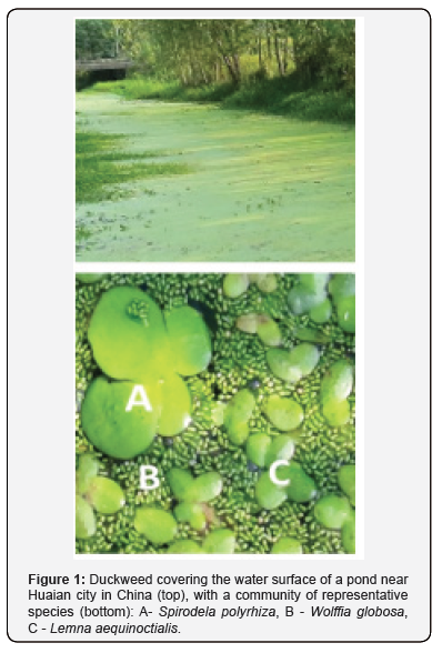 Click here to view Large Figure 1