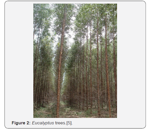 Click here to view Large Figure 2