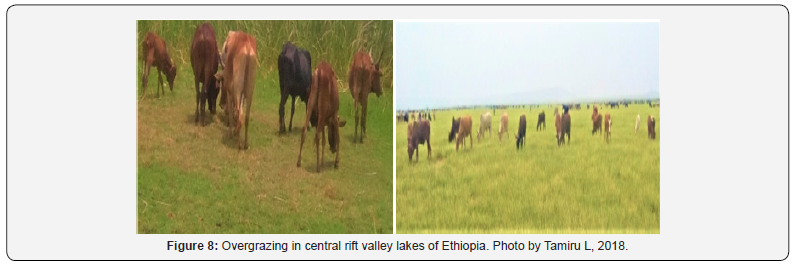 Click here to view Large Figure 8 International Journal of Environmental Sciences & Natural Resources