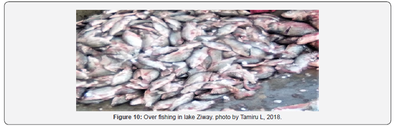 Click here to view Large Figure 10 International Journal of Environmental Sciences & Natural Resources