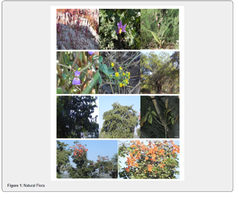 Click here to view Large Figure 1