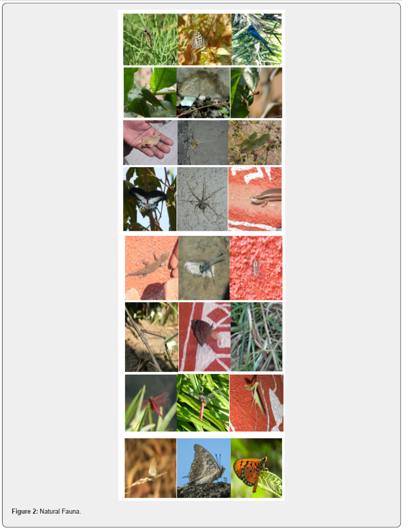 Click here to view Large Figure 2