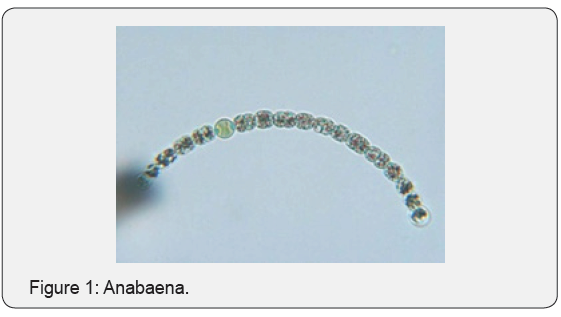 Click here to view Large Figure 1