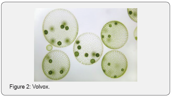 Click here to view Large Figure 2