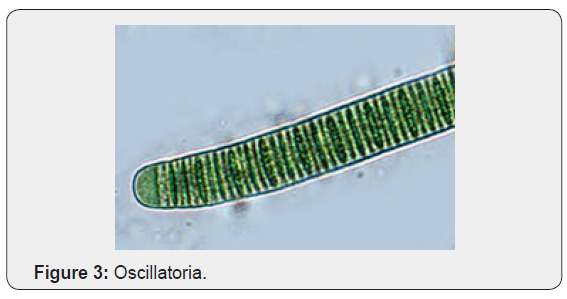 Click here to view Large Figure 3