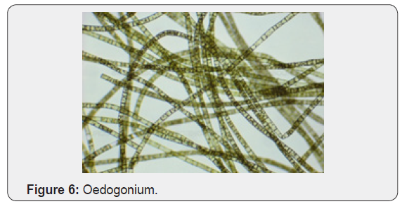 Click here to view Large Figure 6