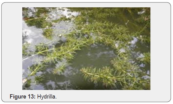 Click here to view Large Figure 13