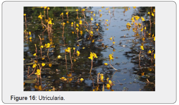 Click here to view Large Figure 16