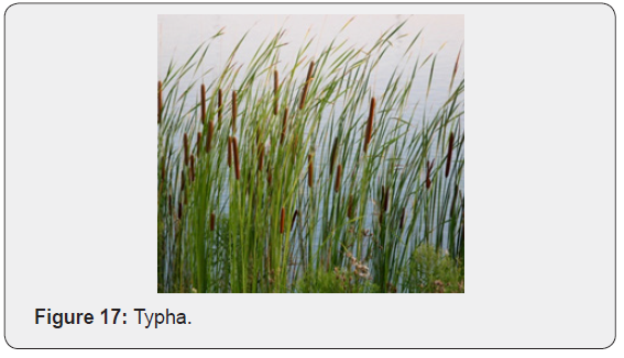 Click here to view Large Figure 17