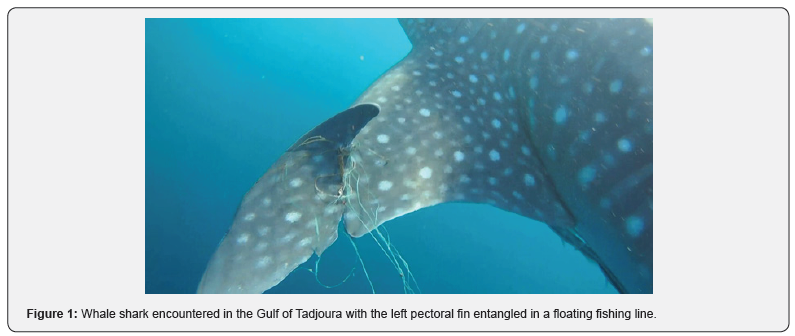 Click here to view Large Figure 1