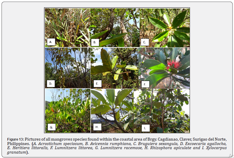 Click here to view Large Figure 13