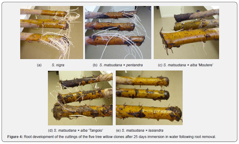 Click here to view Large Figure 4