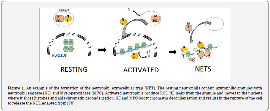 Click here to view Large Figure 1