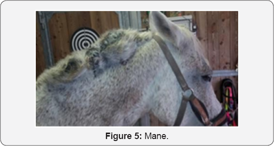 Click here to view Large Figure 5