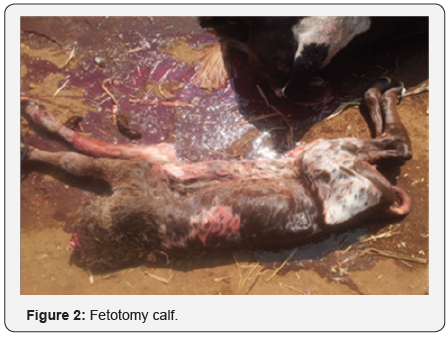 Click here to view Large Figure 2