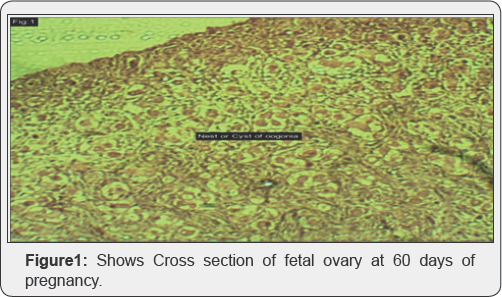 Click here to view Large Figure 1