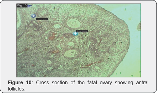 Click here to view Large Figure 1