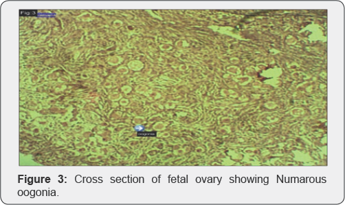 Click here to view Large Figure 1