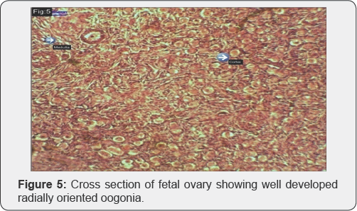 Click here to view Large Figure 1