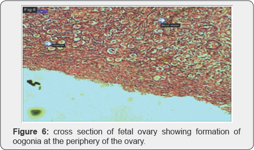 Click here to view Large Figure 1